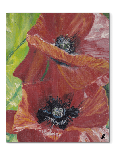 PAPAVER RHOEAS - Tableau floral
